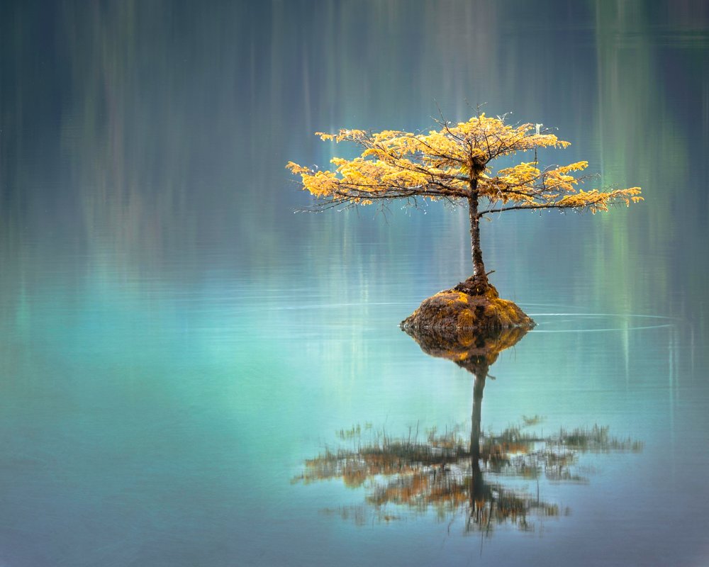 Tree growing on a rock in the middle of a lake
